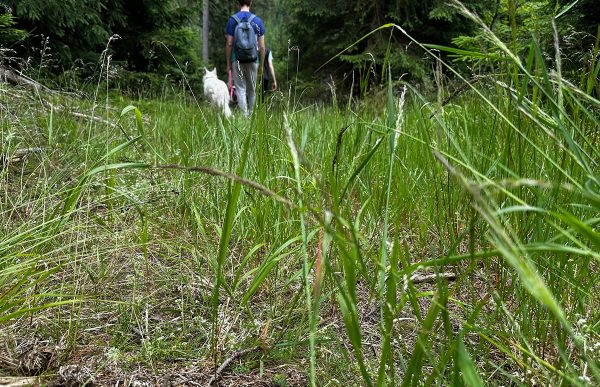 tough-sniff_2025_boden