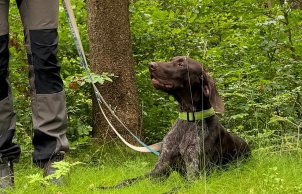 tough-sniff_2025_chablis