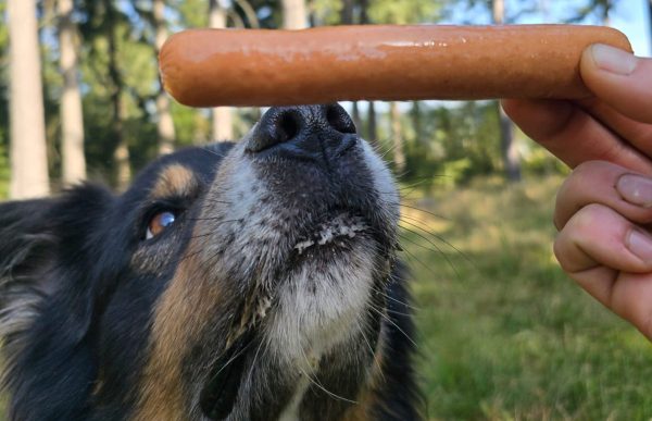 tough-sniff_2025_es-geht-um-die-wurst