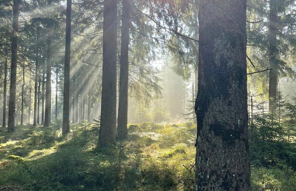 tough-sniff_2025_nur-einer-kennt-den-weg