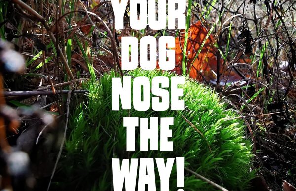 tough-sniff_2025_your-dog-knows-the-way